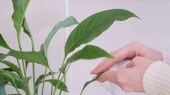 女性用手擦拭室内植物叶子上的灰尘
