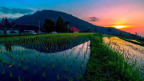 夕阳下的稻田倒映在水面上巴厘岛