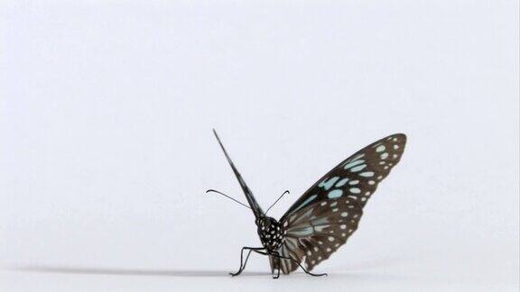 蝴蝶慢慢地扇动着翅膀