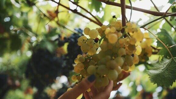 在葡萄园里女性的双手采摘着挂在枝头的葡萄