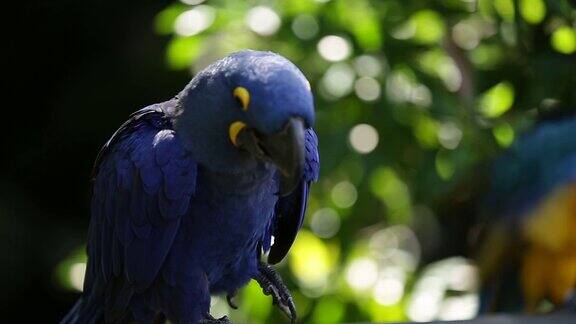 色彩斑斓的热带雨林鸟类夏威夷毛伊岛