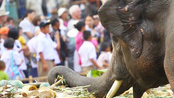 泰国的亚洲象