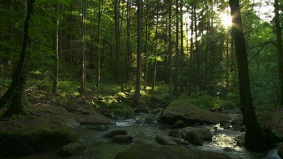 森林中的石溪(淘洗)