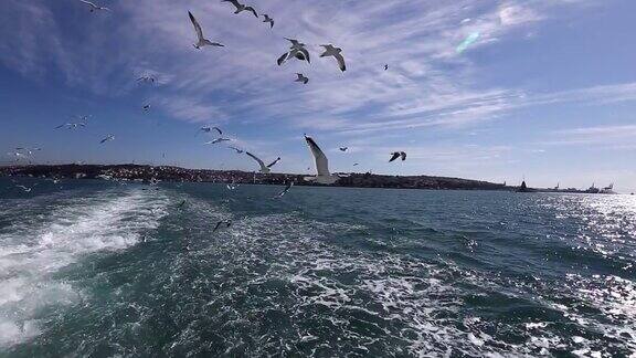 海鸥在湛蓝的天空中飞过