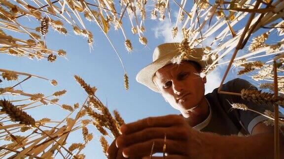 年轻的农民正在检查小麦