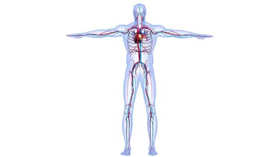 人体循环系统心脏解剖动画概念