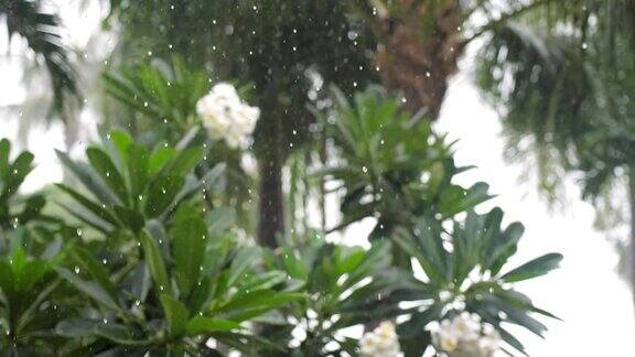 在苏梅岛热带雨滴落在绿色的棕榈树叶子和鸡蛋花树上缓慢的运动3840x2160