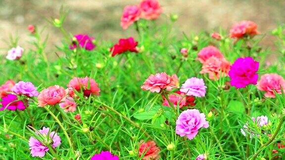 马齿苋玫瑰藓太阳植物粉红色玫瑰黄色花朵盛开在花园里