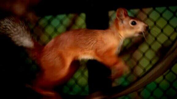 笼子里的红松鼠