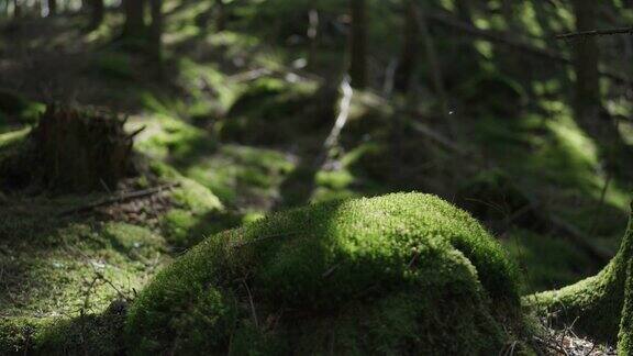 森林里的岩石上长满了苔藓