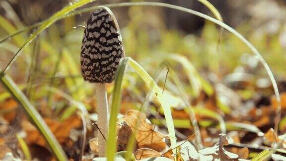 森林地面上蘑菇的特写秋天的森林