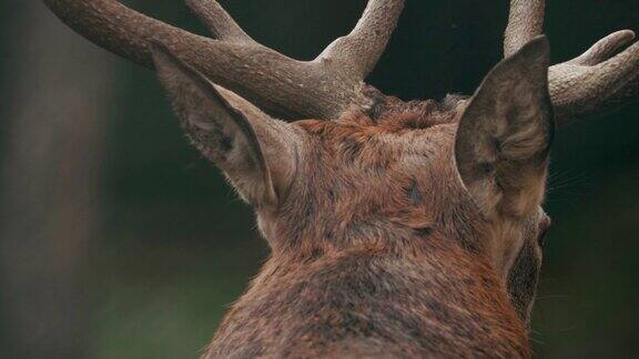 雄性欧洲马鹿或CervusElaphus在发情期有咆哮马鹿生活在欧洲大部分地区高加索山脉地区亚洲部分地区公鹿在秋天的森林里咆哮