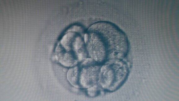 许多受精卵细胞在现代显微镜下