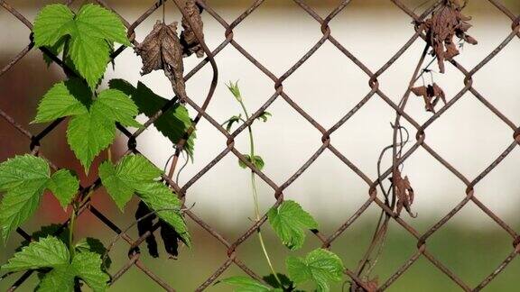 普通啤酒花缠绕在生锈的旧篱笆上用钢丝网做成