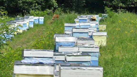 林中空地上的养蜂场生产蜂蜜养蜂人在养蜂场收集蜂蜜