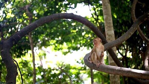 猴子生活在泰国普吉岛的一片天然森林里