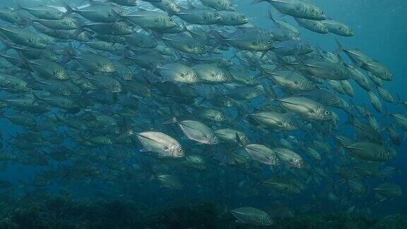 印度尼西亚巴厘岛鲹鱼在水下成群游动