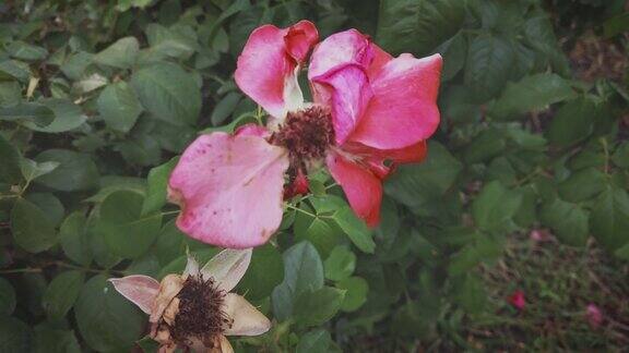枯萎的蔷薇丛与两干燥的玫瑰花