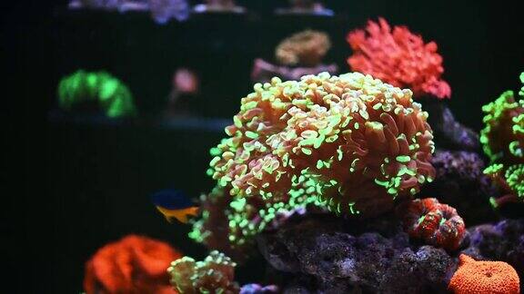 海洋水族馆有美丽的珊瑚和鱼类
