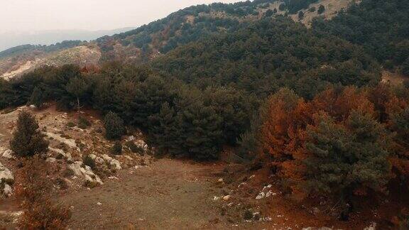 黎巴嫩-鸟瞰图-森林