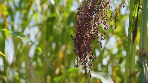 农业上种植粟粟属植物俗称糜子或普通小米正在成熟的粟刷在田野里proso