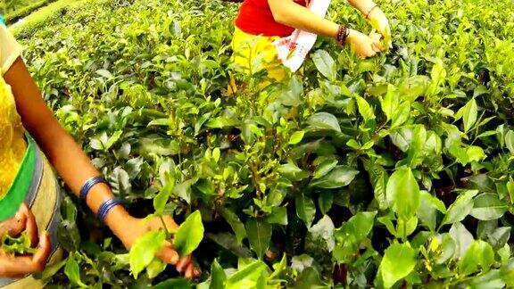 在阿萨姆邦的一个种植园里女采茶者的手快速地采摘绿叶
