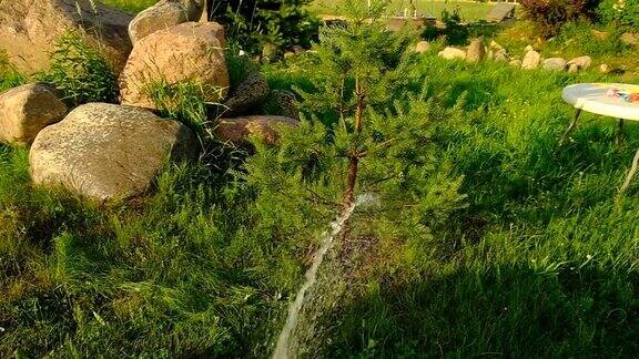 在花园里给植物浇水