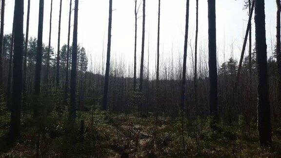 森林在一年的春季春天森林里的树木
