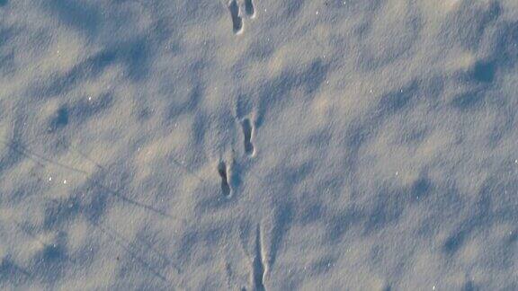 无人机拍摄了雪地里的动物脚印