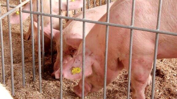 猪在猪圈里吃饲料