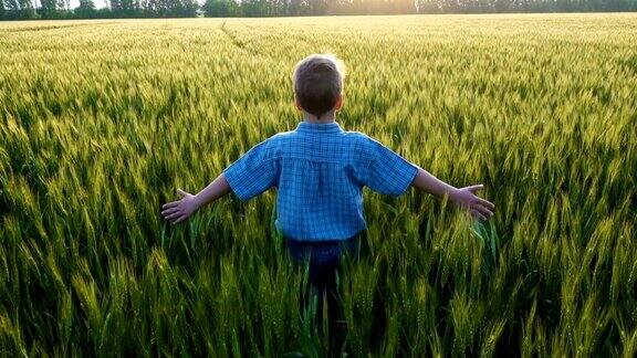 男孩走在绿色的麦田里抚摸着耳朵