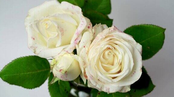 特写开花束的白玫瑰盛开的白玫瑰美丽的自然背景孤立的白色单色
