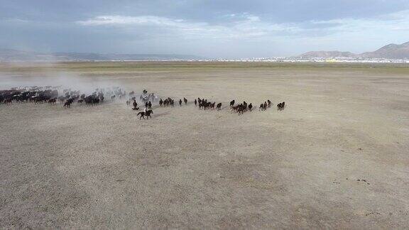 航拍一群纯种马在沙漠中行进的画面土耳其凯塞里野马
