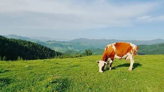 在阳光明媚的日子里牛独自在山上的草地上吃着青草