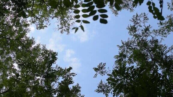 云在蓝天和绿色树枝的背景上移动