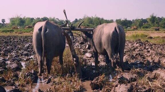 近距离观察在泥泞的田地里犁地的水牛