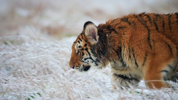 一只巨大的年轻雌性野生东北虎(阿尔泰卡虎)走在冰冻的田野上旁边是一台照相机
