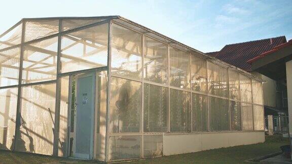 室外温室水培垂直农场后院晨间微绿色生态系统