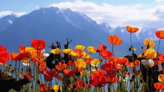 在瑞士的阿尔卑斯山脉和日内瓦湖上五颜六色的罂粟花路堤在蒙特勒