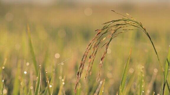 清晨阳光下稻田上的露珠特写