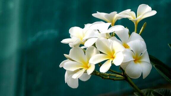 白色的花朵鸡蛋花
