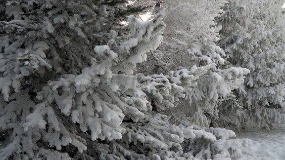 公园里覆盖着积雪的冷杉树雪花从云杉树枝上美丽地飘落下来冬天的童话树在雪中囚禁