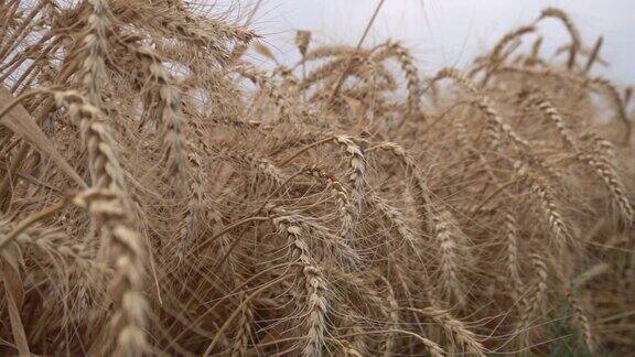 长满成熟多刺小麦的田地丰收的季节