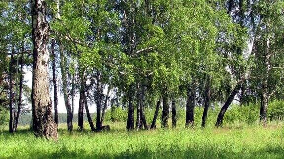 桦树景观自然
