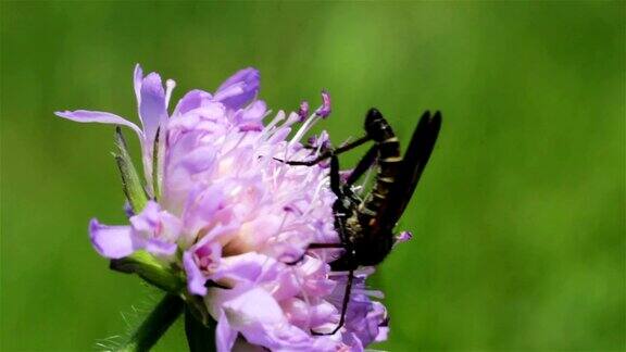 小昆虫从花中吸取花蜜