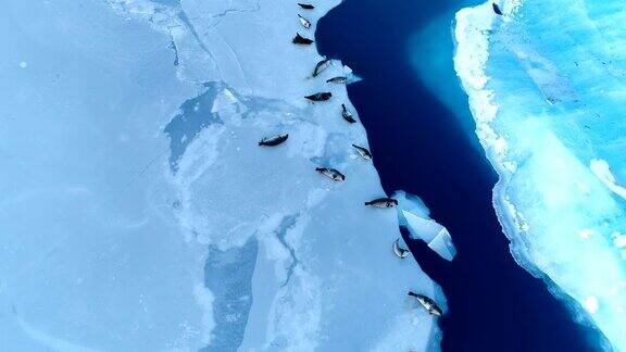 鸟瞰冰岛白色浮冰上的海豹海豹在蓝色的大海旁边