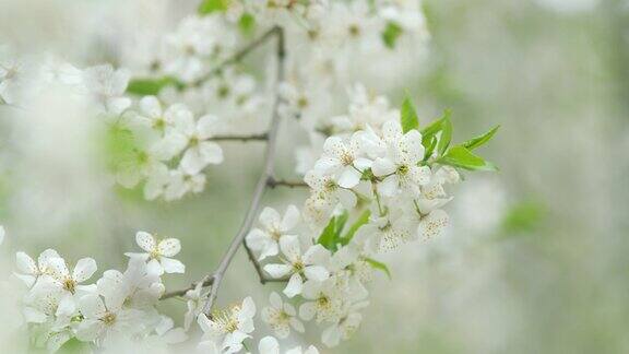 晴天里树上的梅花春天开花的大自然缓慢的运动