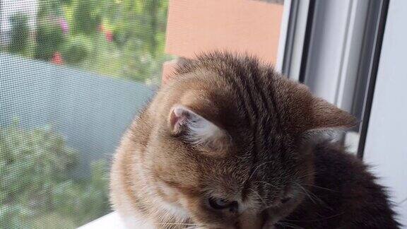 一只家猫坐在窗台上看着窗外