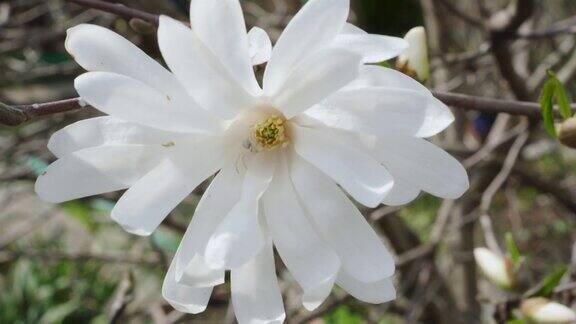 春天花园里盛开的玉兰花白花散发出怡人的香味特写镜头