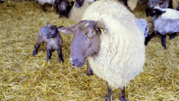 农业:谷仓里的绵羊和羊羔